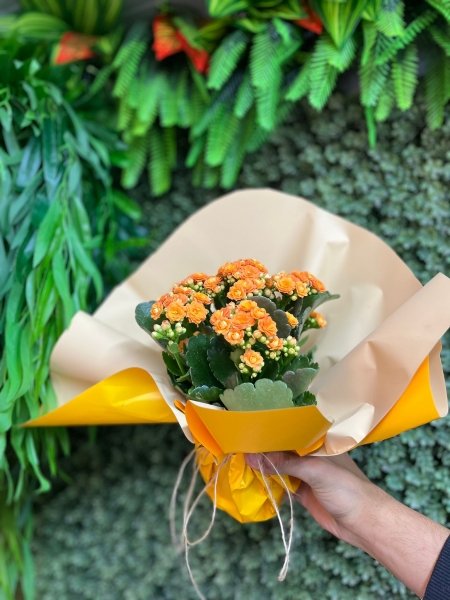 Kalanchoe